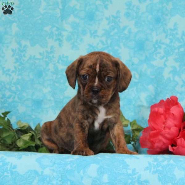Snickers, Boston Terrier Mix Puppy